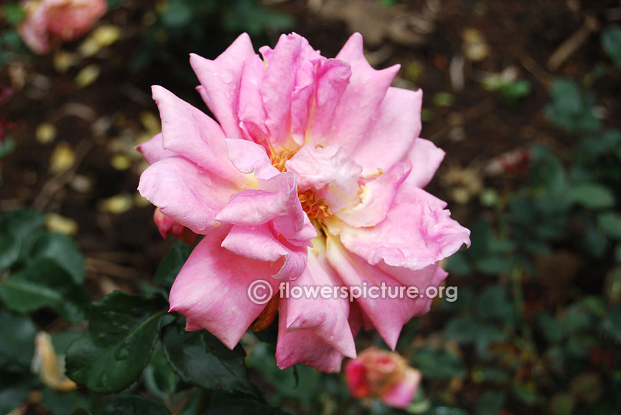 Large pink rose from ooty rose garden