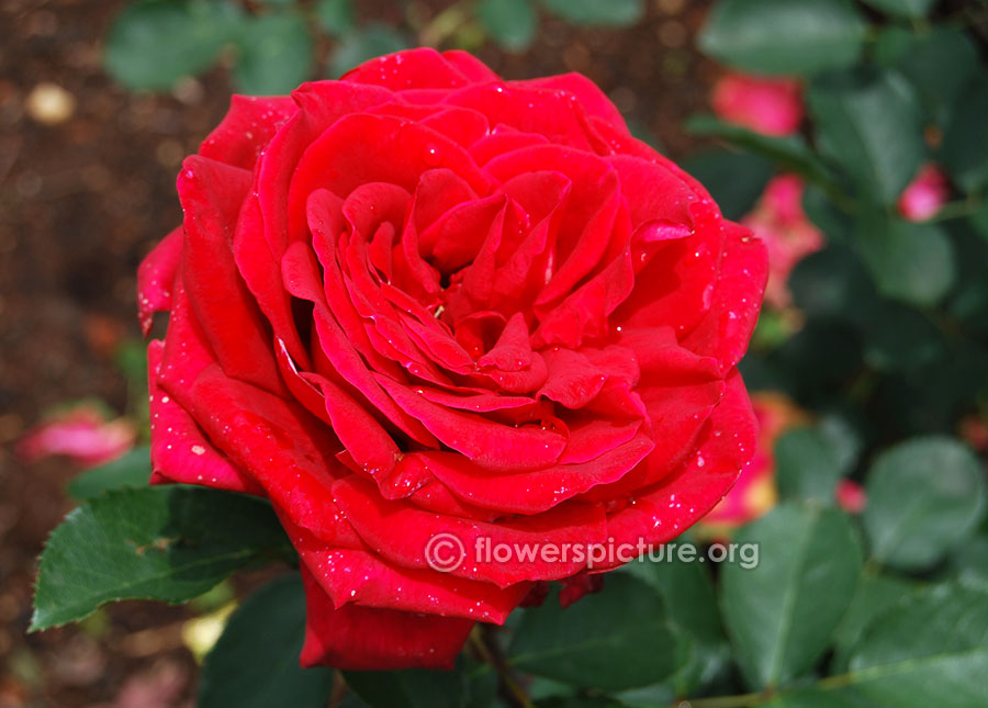 Large red rose from ooty rose garden