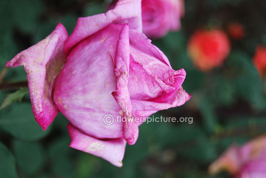 Lavender purple rose from ooty rose garden