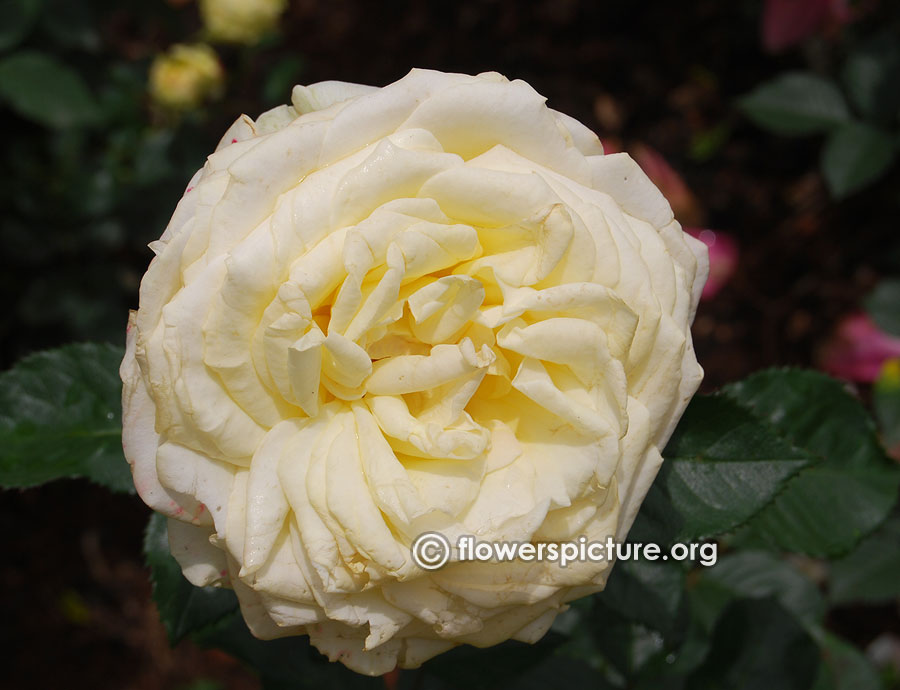 Light yellow rose from ooty rose garden