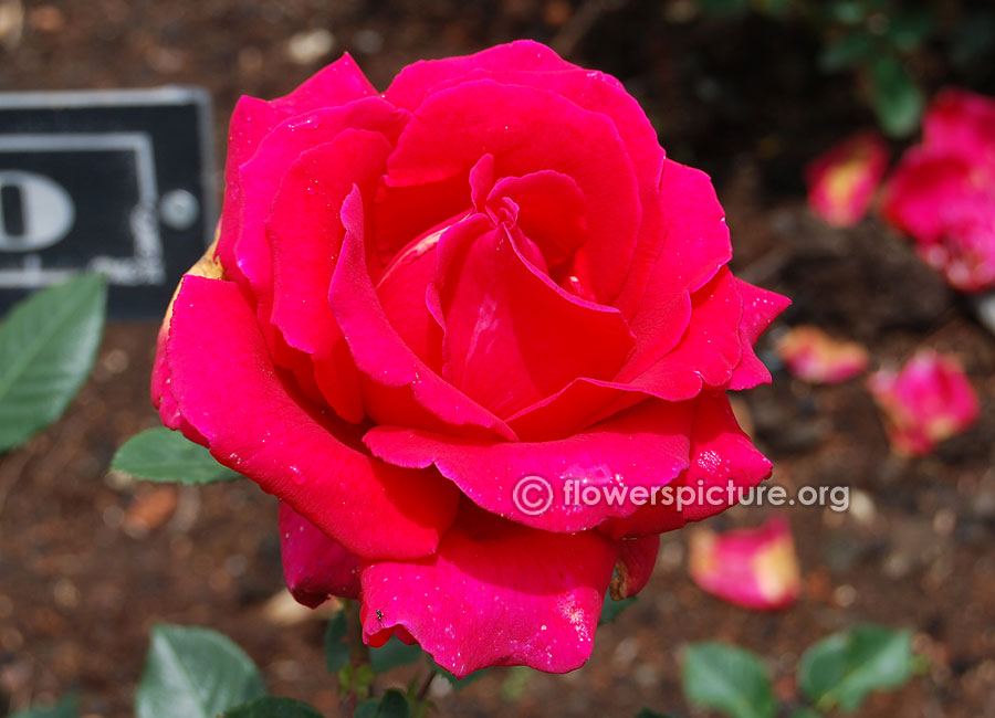 Magenta rose from ooty rose garden