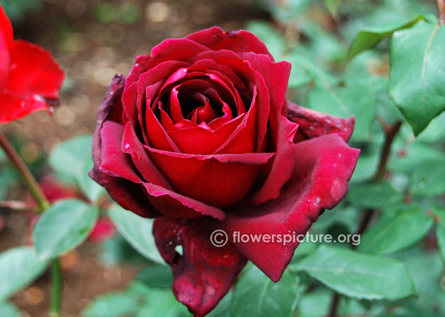 Maroon rose from ooty rose garden
