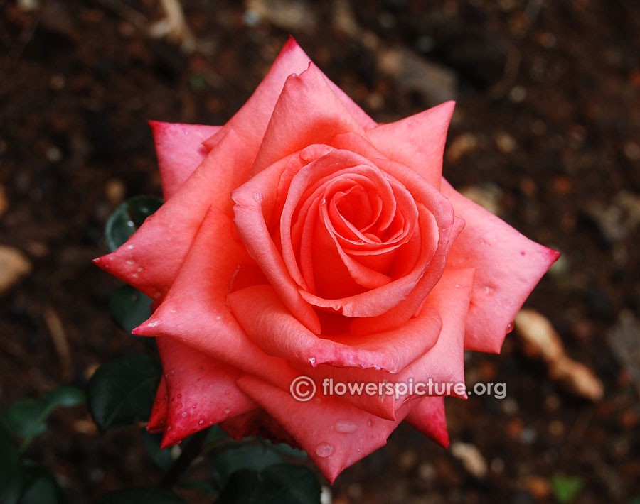 New avemaria rose from ooty rose garden