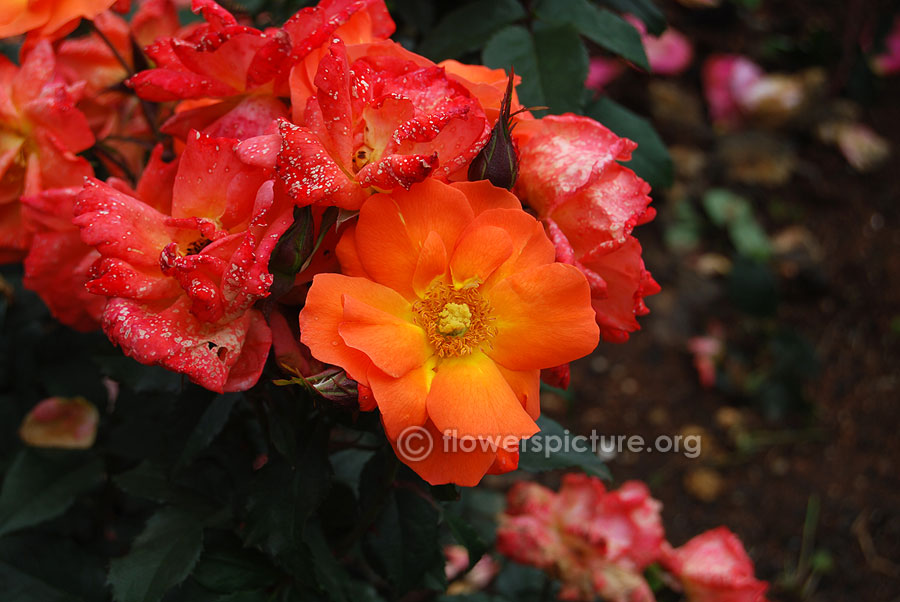 Orange clustered rose ooty