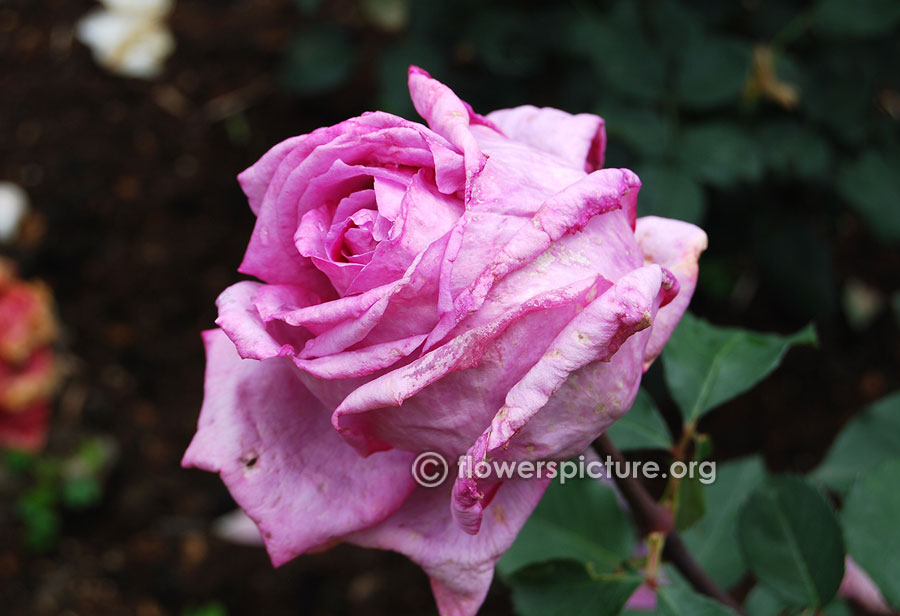 Pale purple rose from ooty rose garden