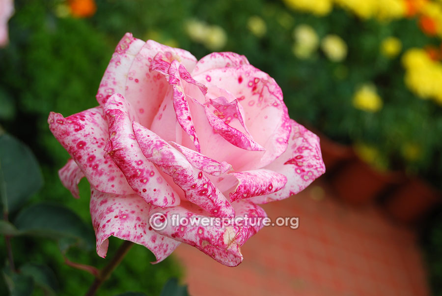 Pink deep magenta dotted rose from ooty rose garden