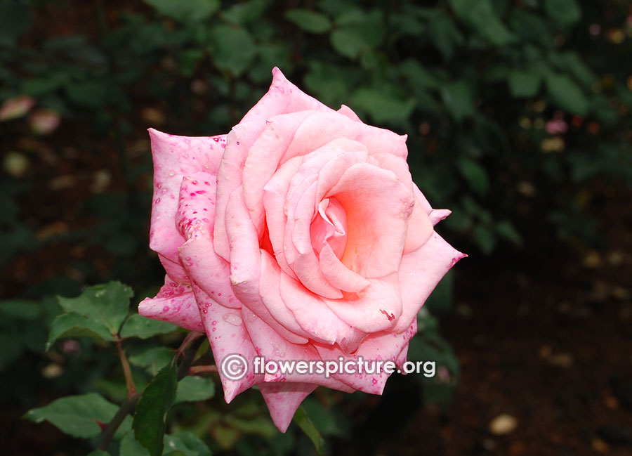 Pink melody rose ooty