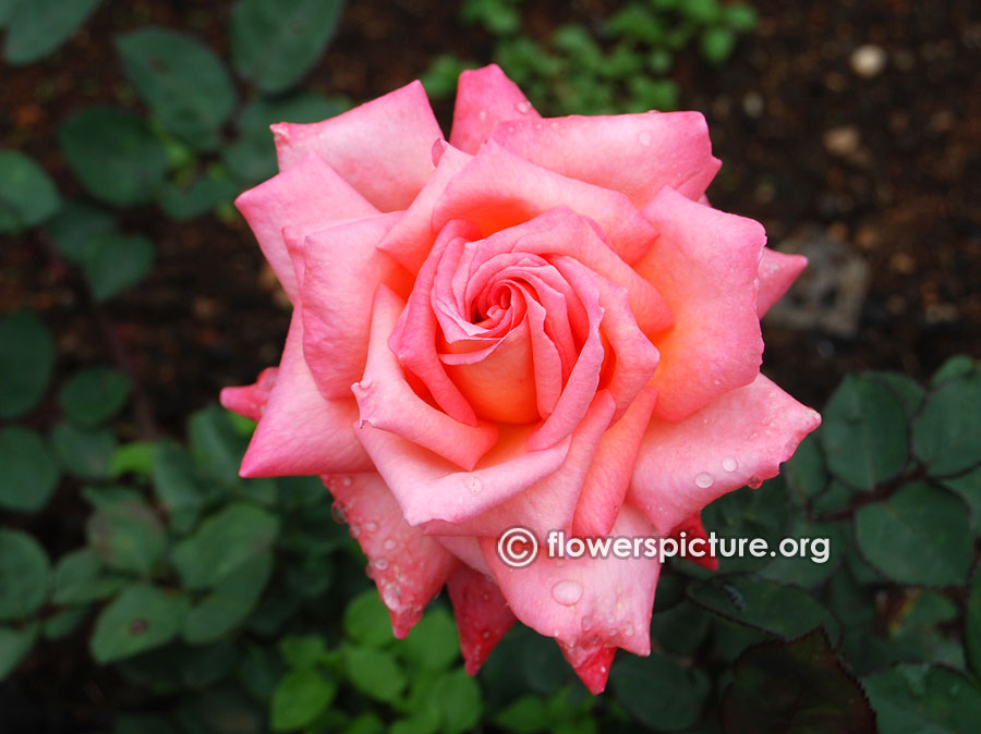 Pink orange rose from ooty rose garden