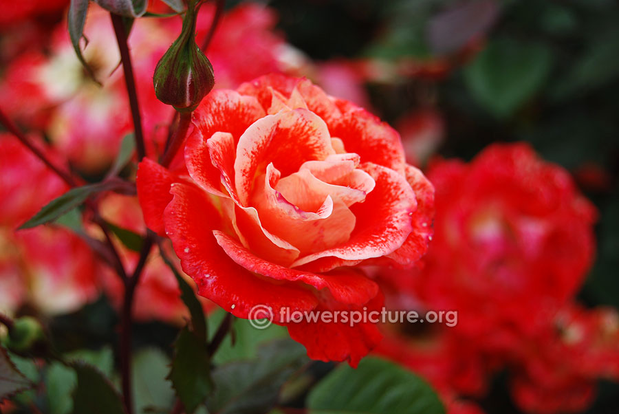 Red moccasin rose ooty