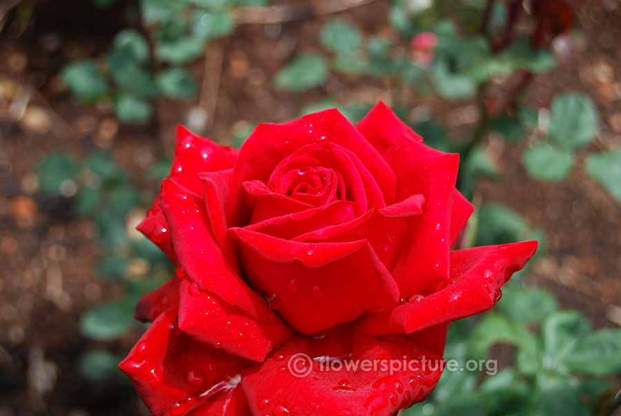Red rose from ooty rose garden