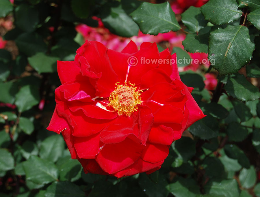 Red rose fully opened ooty