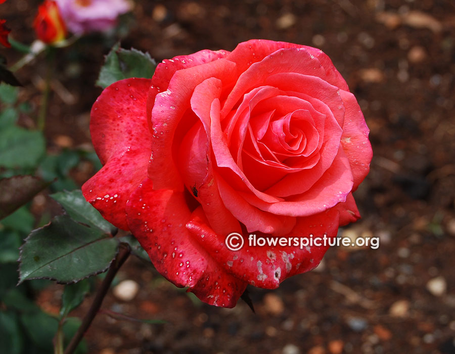 Sweet water rose from ooty rose garden