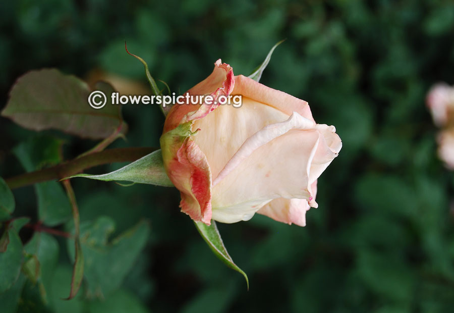 Tynwald rose from ooty rose garden