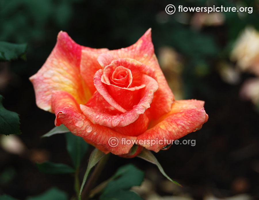 Yellow orange rose from ooty rose garden