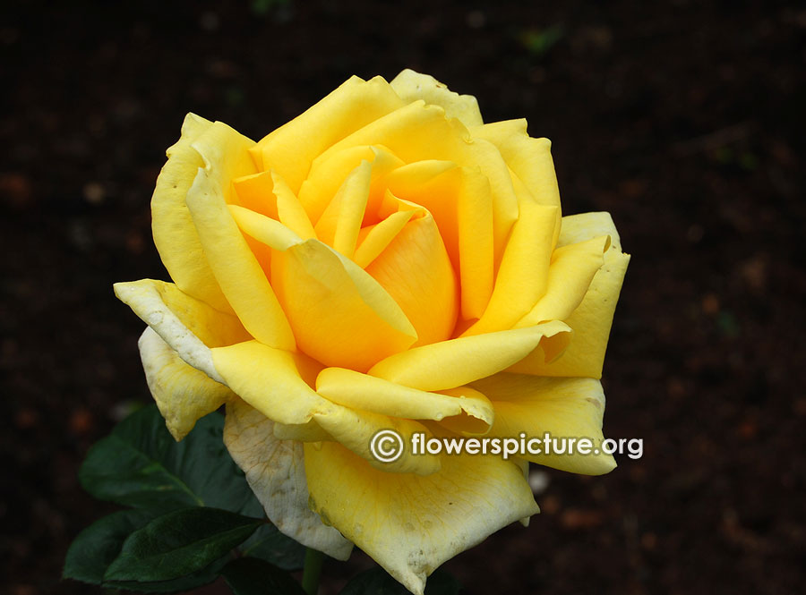 Yellow rose large ooty rose garden