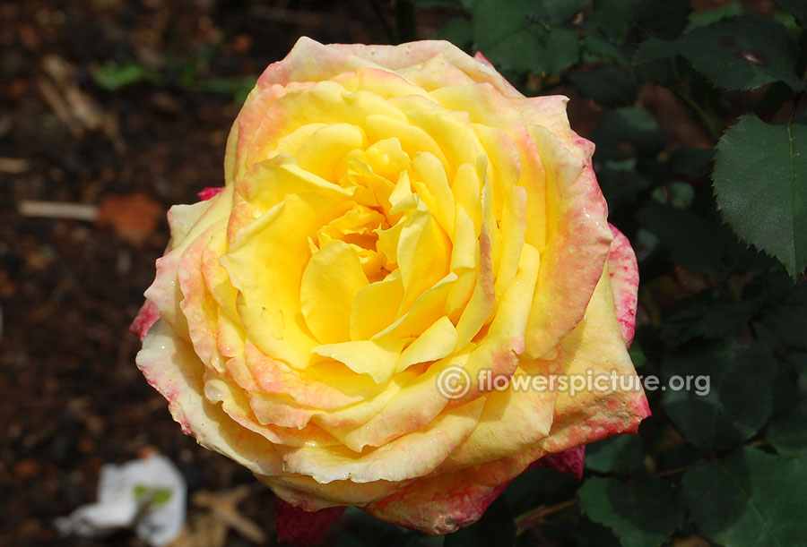 Yellow with apricot pink rose from ooty rose garden