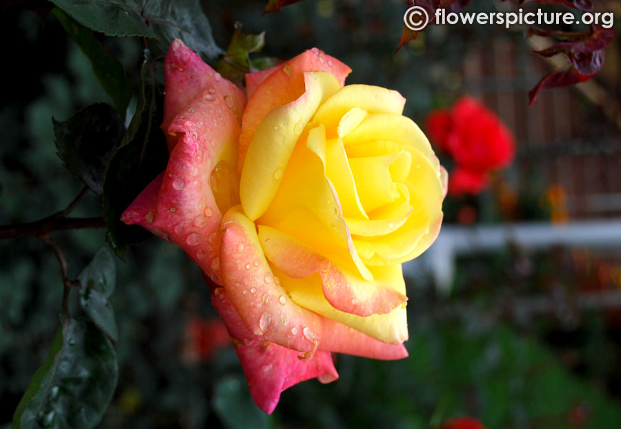 Yellow with pink bicolour rose from ooty rose garden