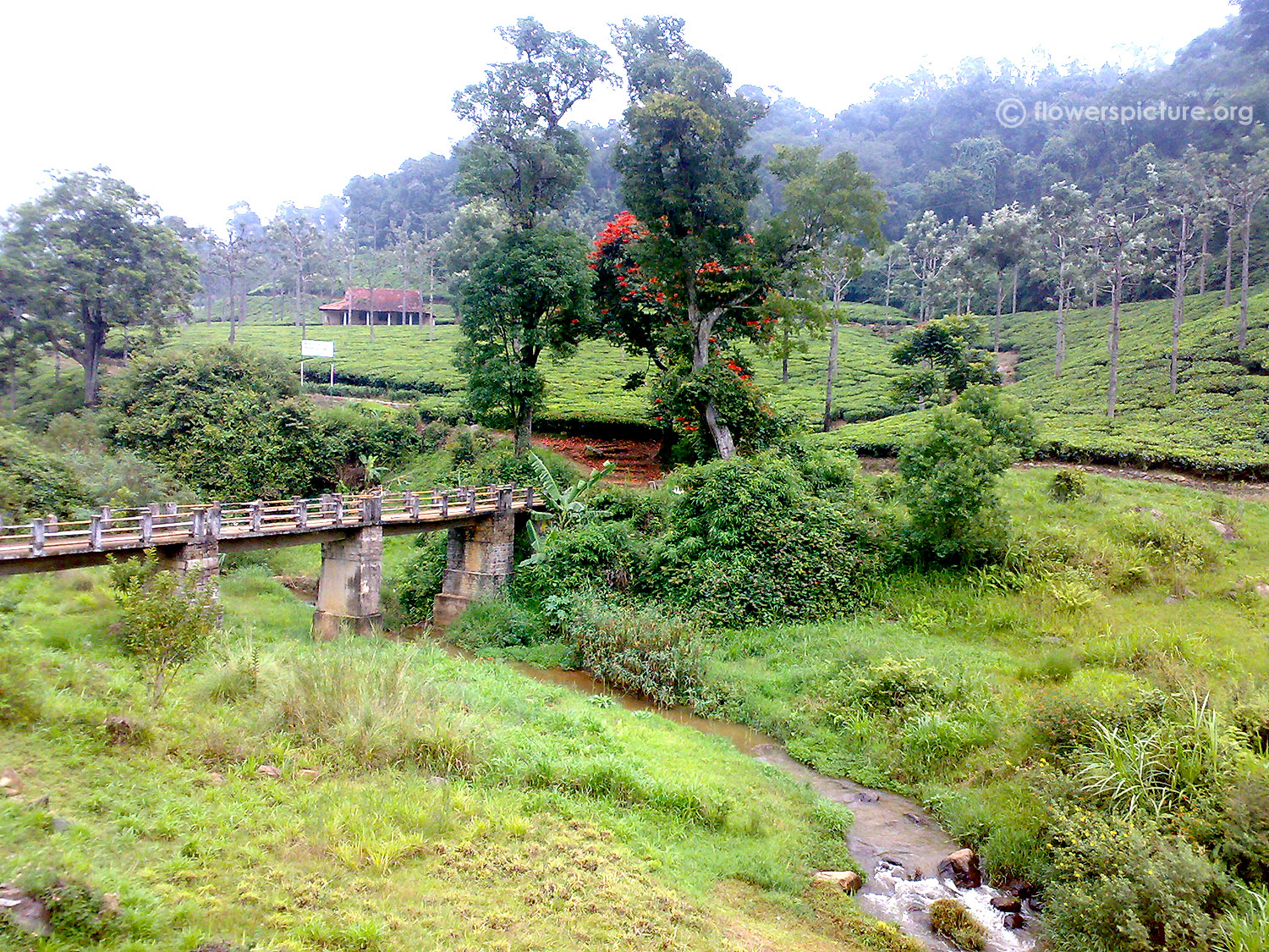 Nature of ooty
