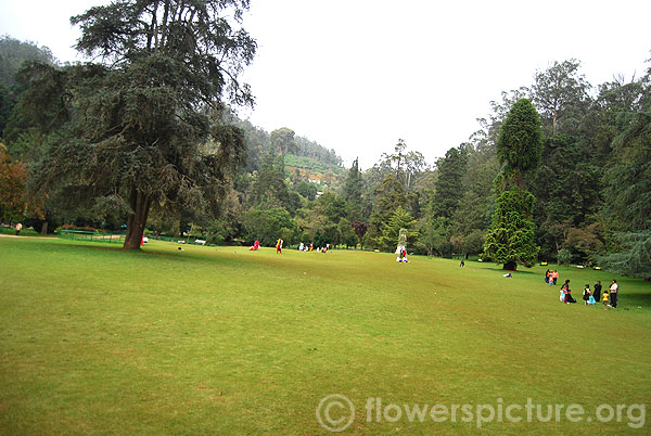 Government botanical garden-Ooty-Grass ground