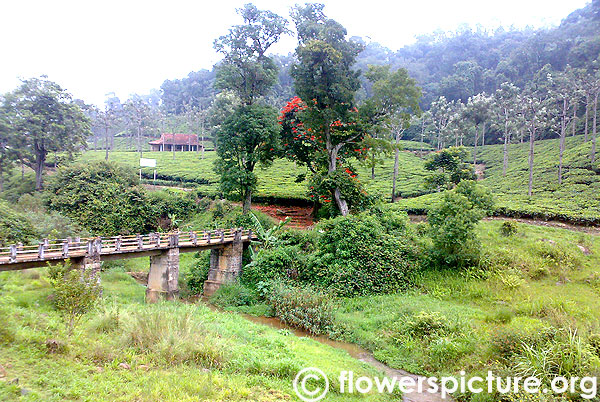 Nature of ooty