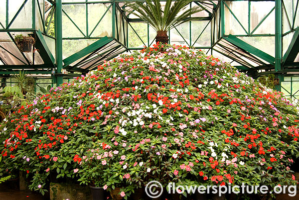 Ooty botanical garden glass house flowers