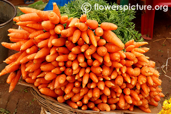 Ooty carrots