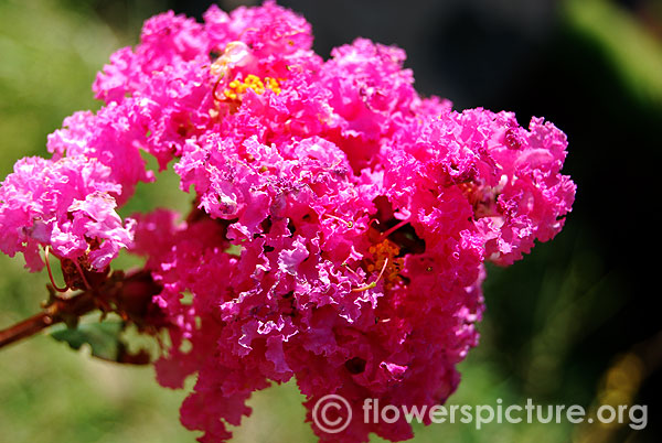 Crape myrtle flower-Trichy butterfly park-july 2014