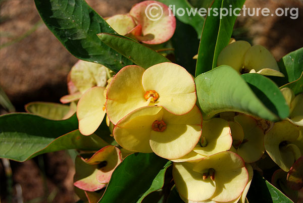 Euphorbia milii yellow-Srirangam butterfly park