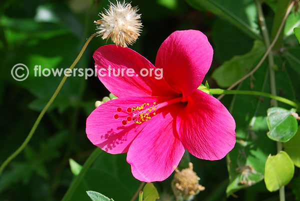 Hibiscus rosa sinensis-Srirangam butterfly park