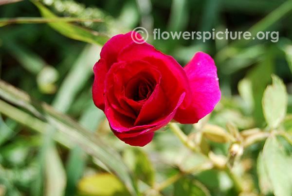 Miniflora roses