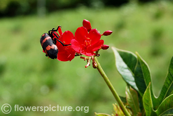 mylabris pustulata feeding on the peregrina-Srirangam butterfly park