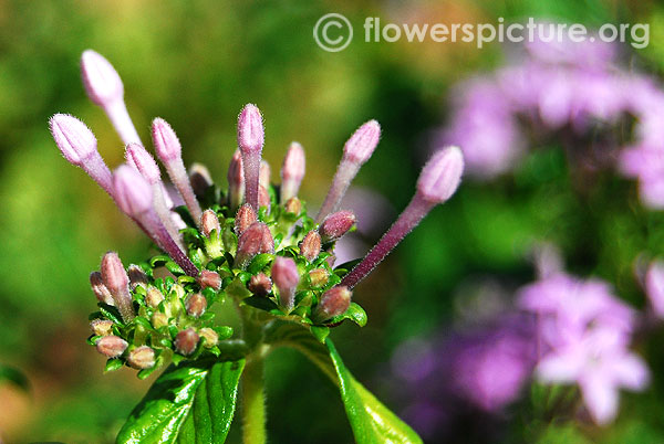 Pentas lanceolata flower buds-Trichy butterfly park