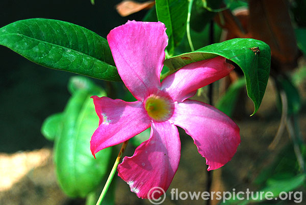 Pink allamanda-Mandevilla splendens-Trichy butterfly park