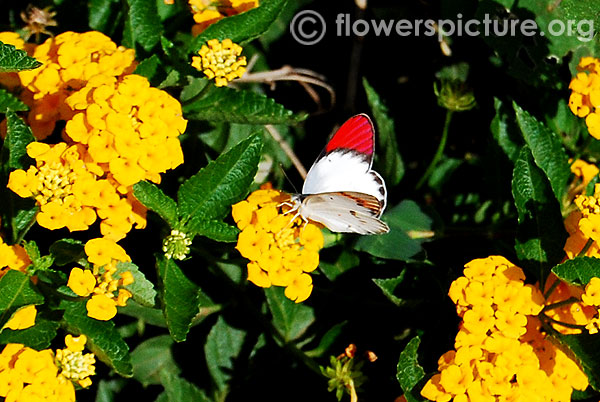 The orange tip butterfly-On yellow lantana flower