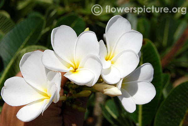 White plumeria-Frangipani-Trichy butterfly park