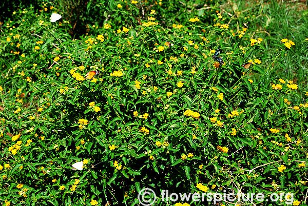 Yellow lantana garden-Trichy butterfly park