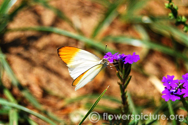 Yellow tip butterfly