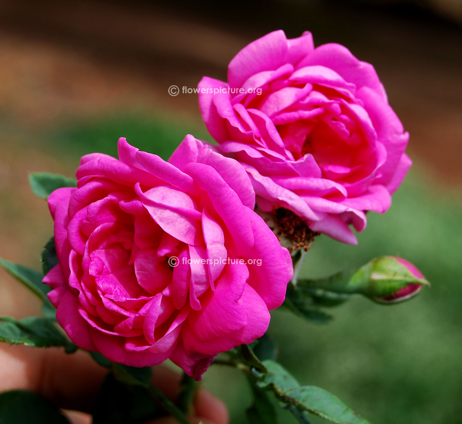 24 Inspirational Rose Flower Botanical Name 