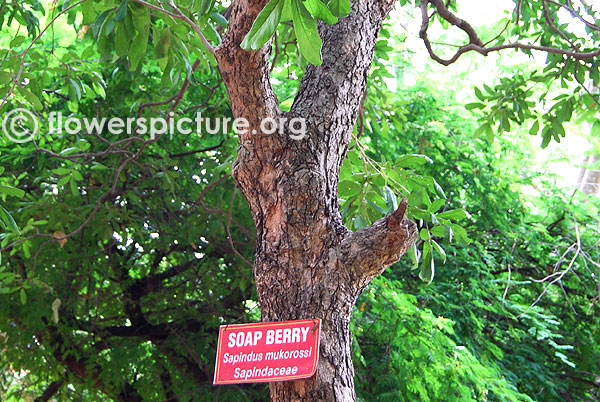 Soapberry tree-Sapindus mukorossi