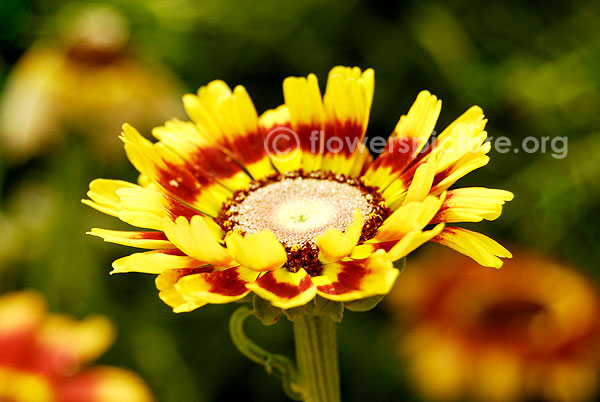 Annual Chrysanthemum Yellow