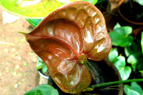 anthurium andraeanum brown