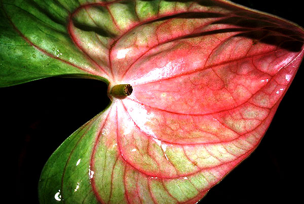 anthurium andraeanum green