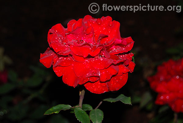 Black Forest rose