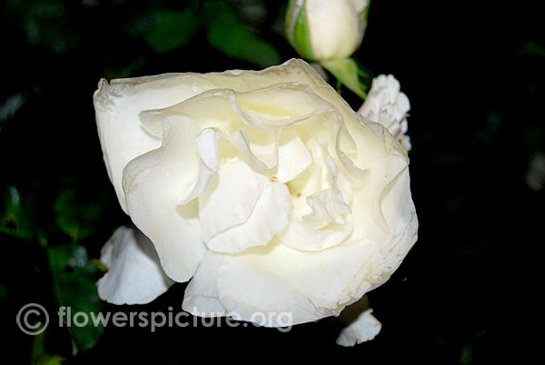 Blanc double de coubert rose