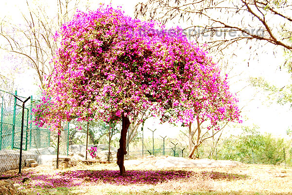 Bougainvillea tree