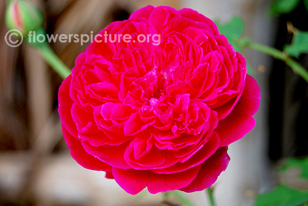 Burr rose