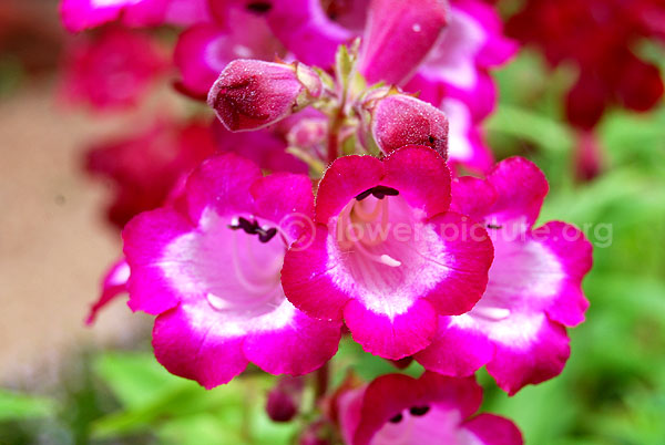 campanula alpina pink