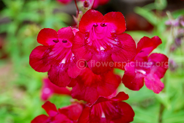 campanula alpina red