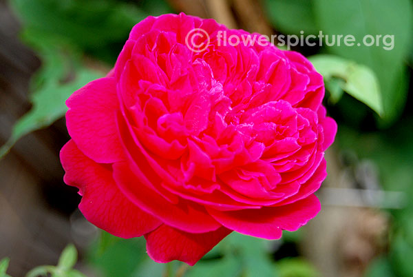 Chestnut rose