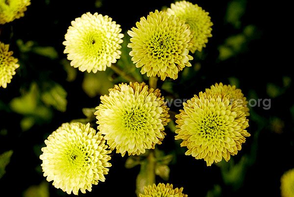 Chrysanthemum Green White Mixed